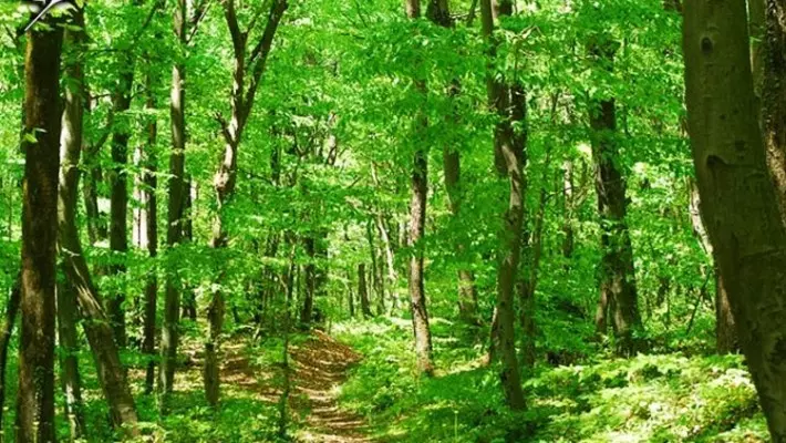 files_news_forest-belgrade-turkey_shabavizparvaz_01[dcee2f5bb3cd40d62dc9050a4e6f016f].jpg
